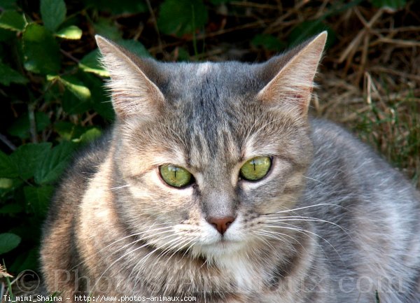 Photo de Chat domestique