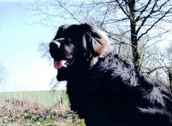 Photo de Chien de terre-neuve