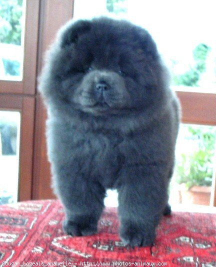 Photo de Chow chow