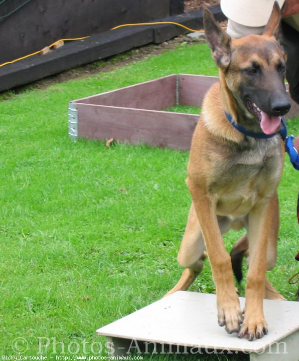 Photo de Berger belge malinois