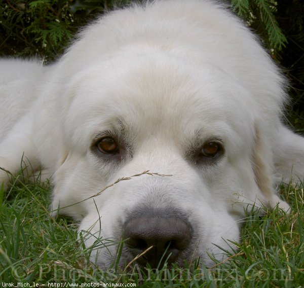 Photo de Chien de berger des tatras