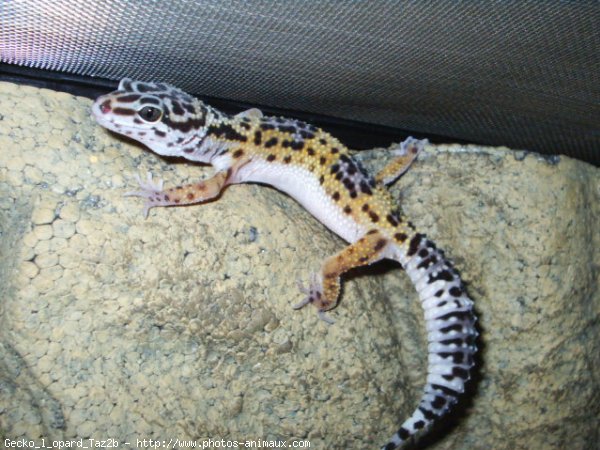 Photo de Lezard