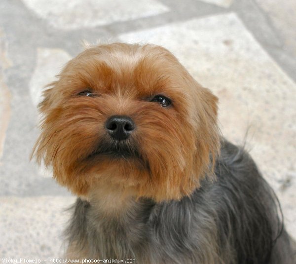 Photo de Yorkshire terrier