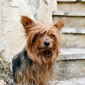 Photo de Yorkshire terrier