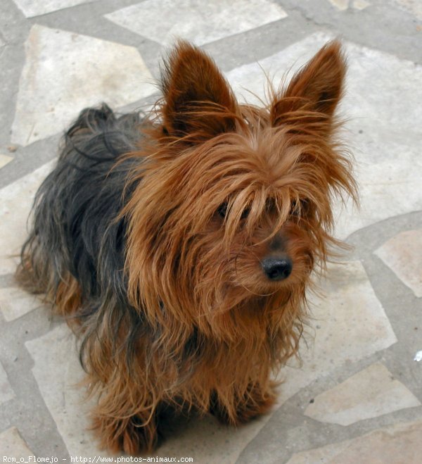 Photo de Yorkshire terrier