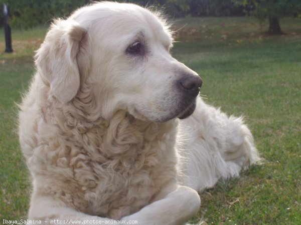 Photo de Golden retriever