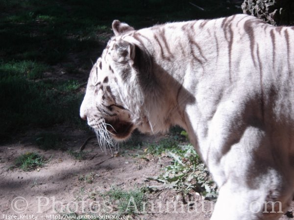 Photo de Tigre