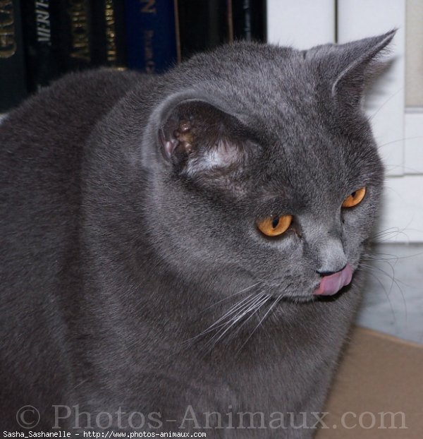 Photo de Chartreux