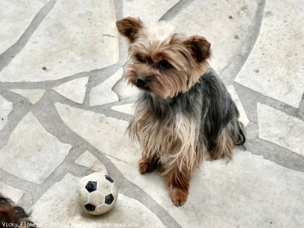 Photo de Yorkshire terrier