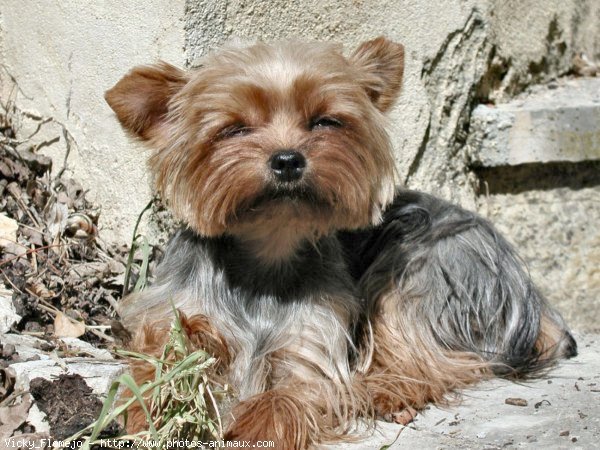 Photo de Yorkshire terrier