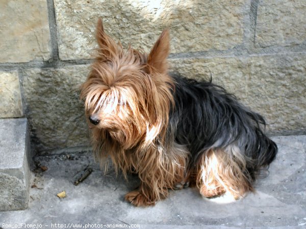 Photo de Yorkshire terrier