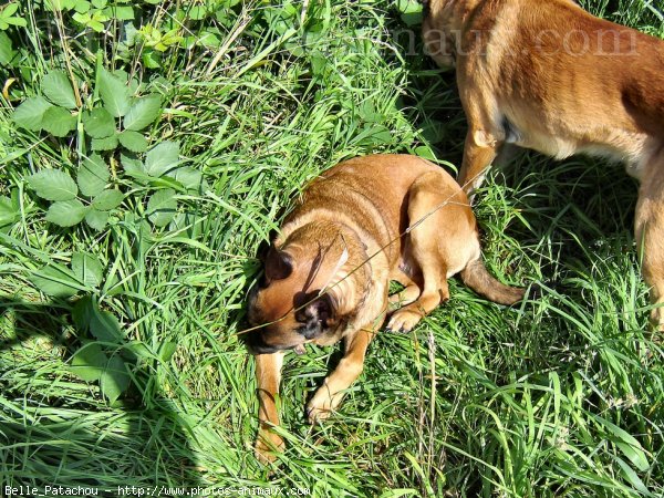 Photo de Berger belge malinois