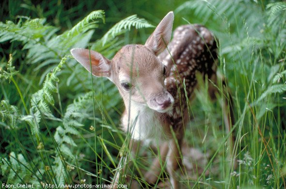 Photo de Cerf