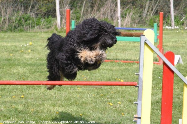 Photo de Chien de berger de la serra aires