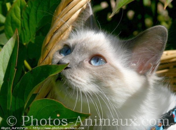 Photo de Sacr de birmanie