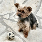 Photo de Yorkshire terrier