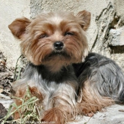 Photo de Yorkshire terrier