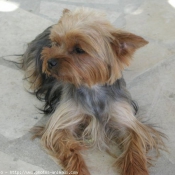 Photo de Yorkshire terrier