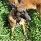 Photo de Berger belge malinois