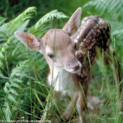 Photo de Cerf