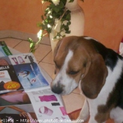 Photo de Beagle