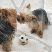 Photo de Yorkshire terrier