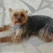 Photo de Yorkshire terrier