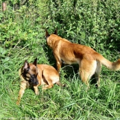 Photo de Berger belge malinois