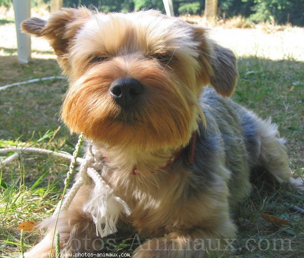 Photo de Yorkshire terrier