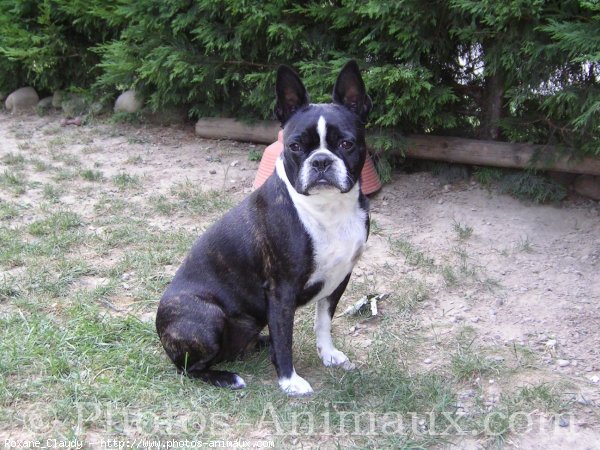 Photo de Boston terrier