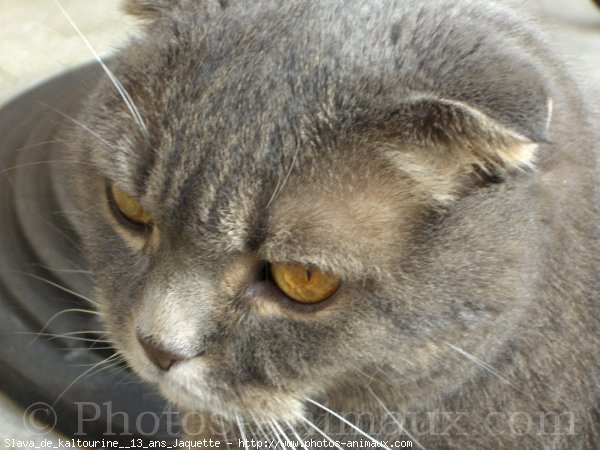 Photo de Scottish fold