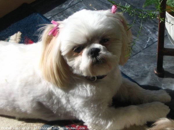 Photo de Shih tzu