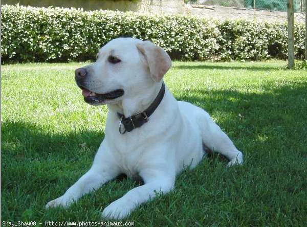 Photo de Labrador retriever