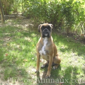 Photo de Boxer