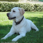 Photo de Labrador retriever