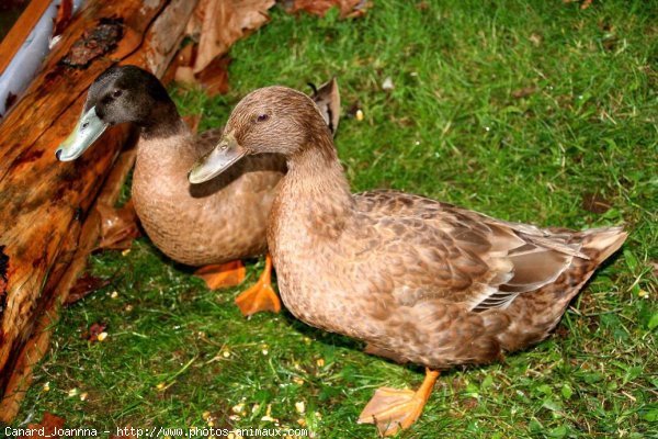 Photo de Canard