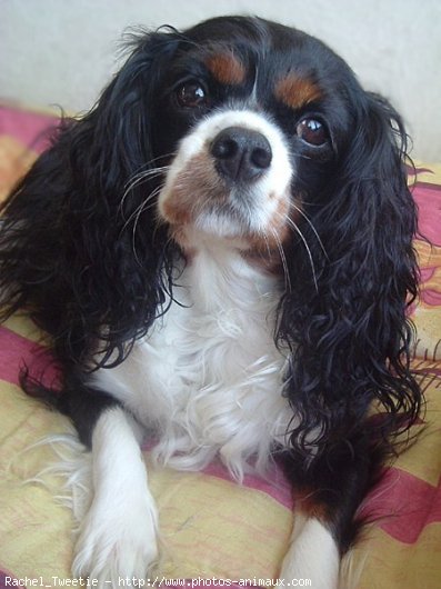 Photo de Cavalier king charles spaniel