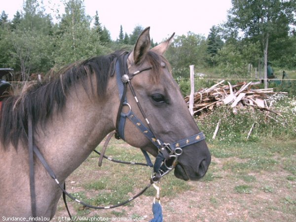 Photo de Quarter horse