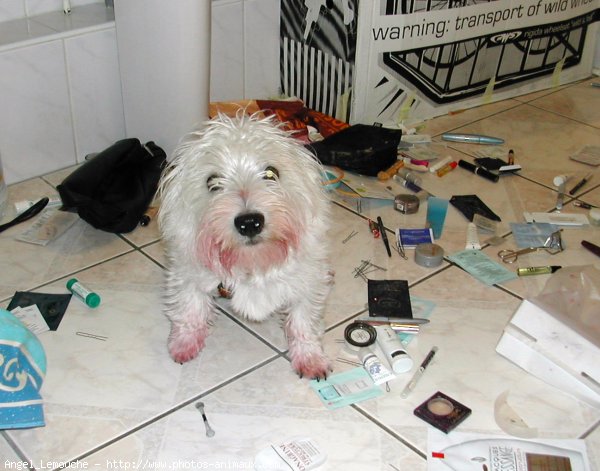 Photo de West highland white terrier