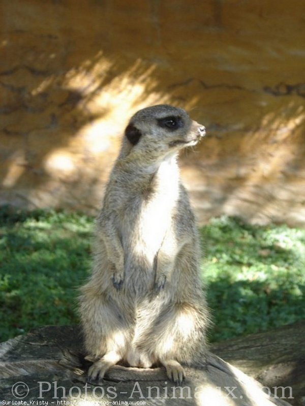 Photo de Suricate