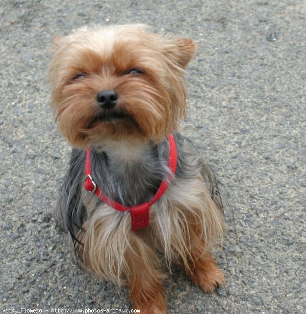 Photo de Yorkshire terrier