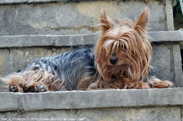 Photo de Yorkshire terrier