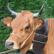 Photo de Vache