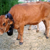 Photo de Vache