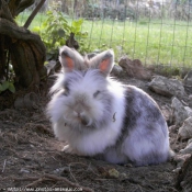 Photo de Lapin