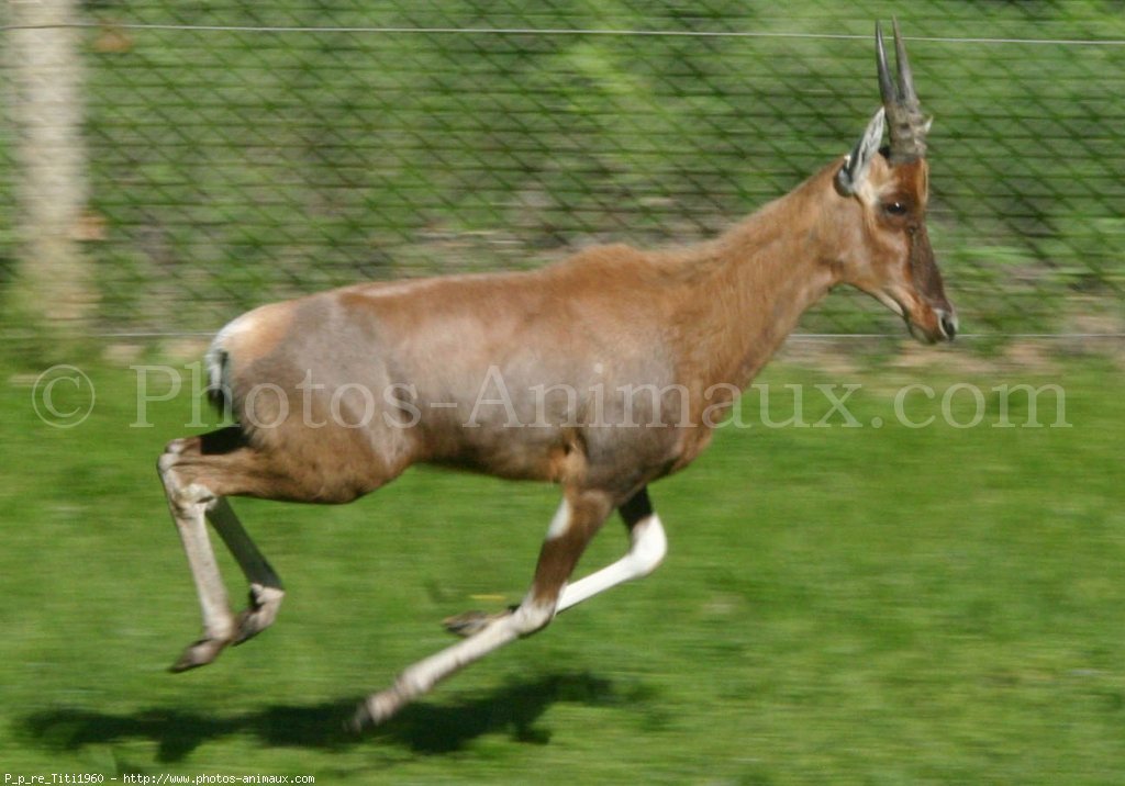 antilope 6 lettres