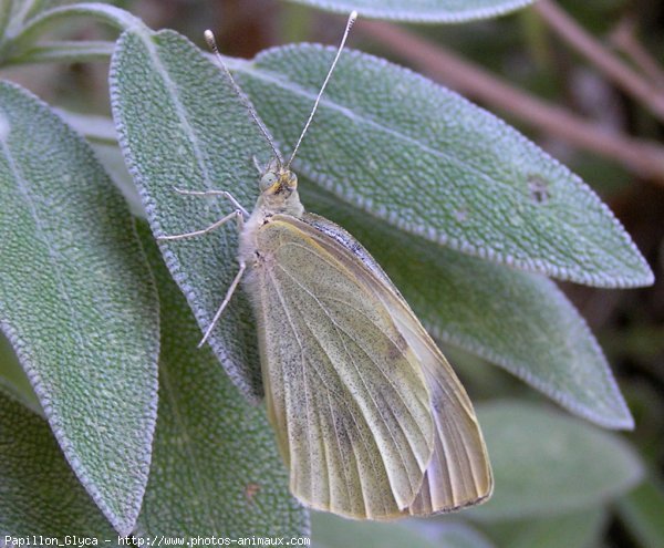 Photo de Papillon