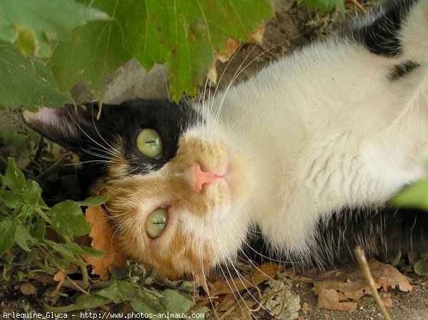 Photo de Chat domestique