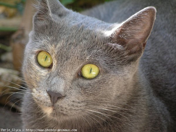 Photo de Chat domestique