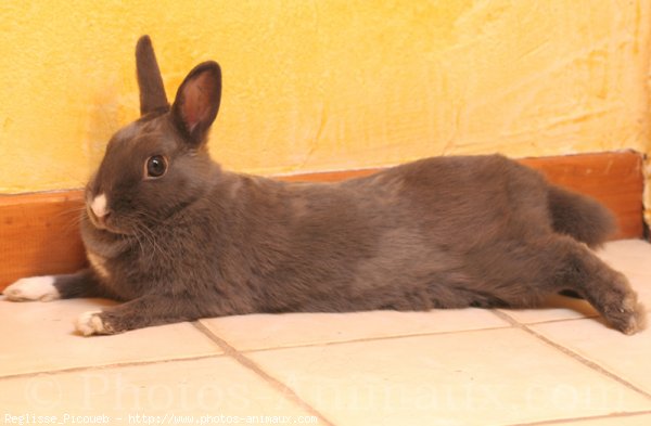 Photo de Lapin